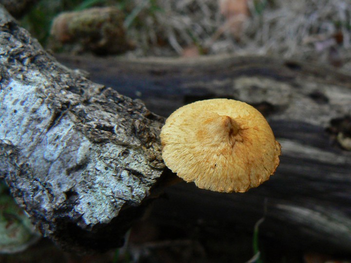 P1290847.jpg