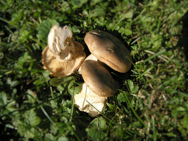 P1010130.jpg