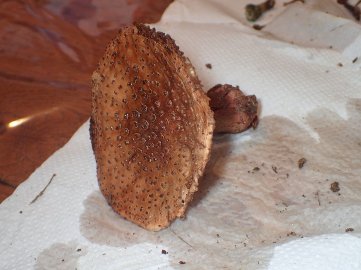 mini-PA110075.JPG