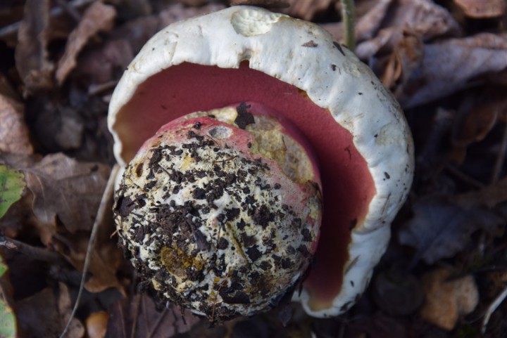 DSC_0270.JPG