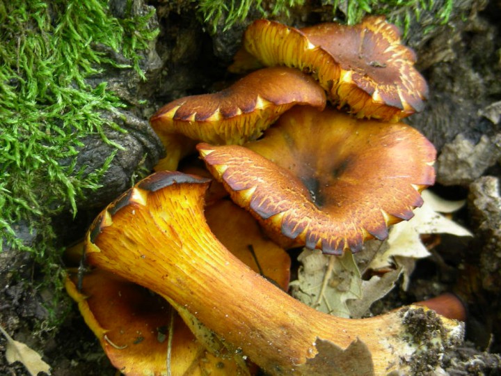 Omphalotus olearius Quercus cerris GORIANO  2008 397.jpg