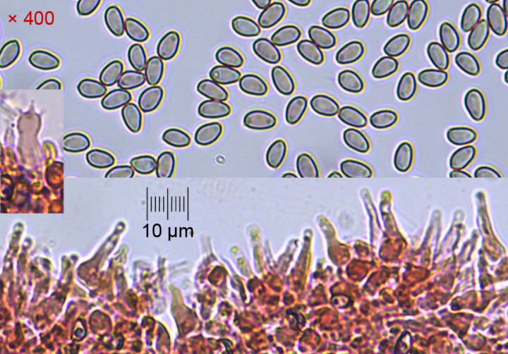 micro_x400.jpg