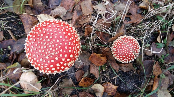 Amanita Muscaria.jpg