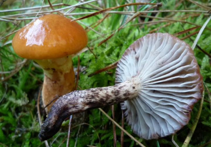copie de L1230381.JPG