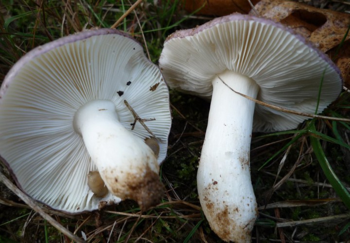 copie de L1230337.JPG