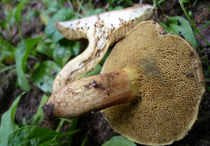 copie de L1230301.JPG