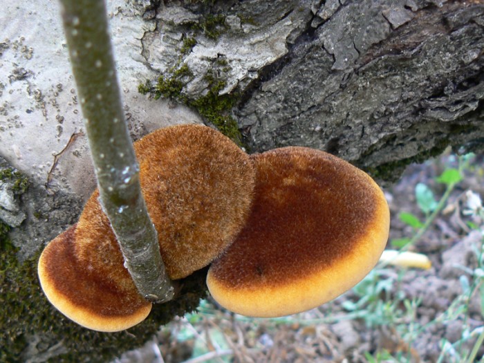 P1090854.jpg