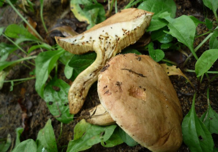 copie de L1230292.JPG