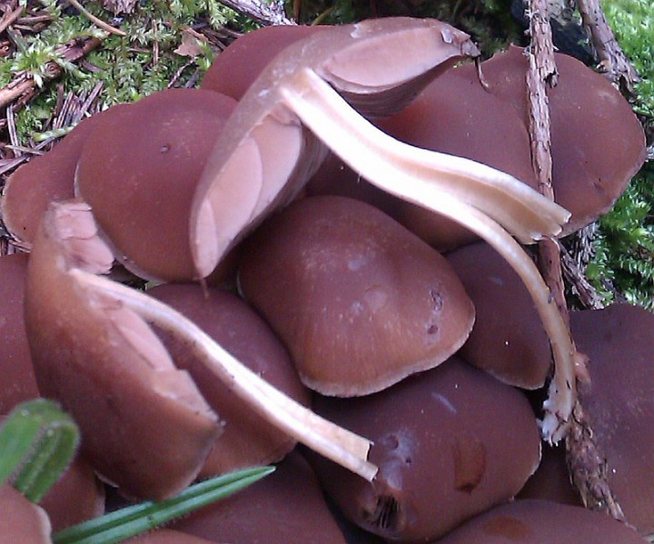 multip2.jpg