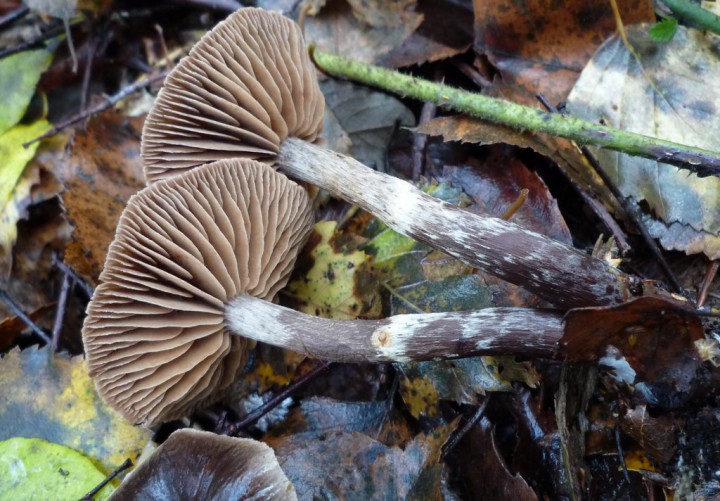 copie de L1230657.JPG