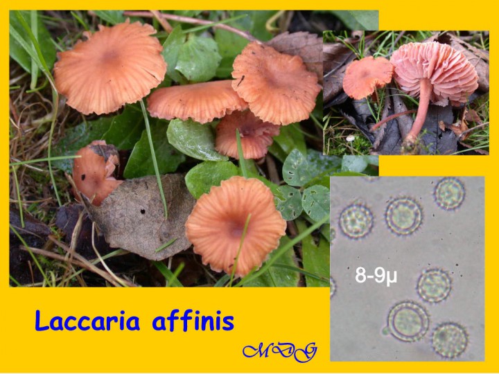 Laccaria affinis GILLY  6Nov08  RRR 062.jpg