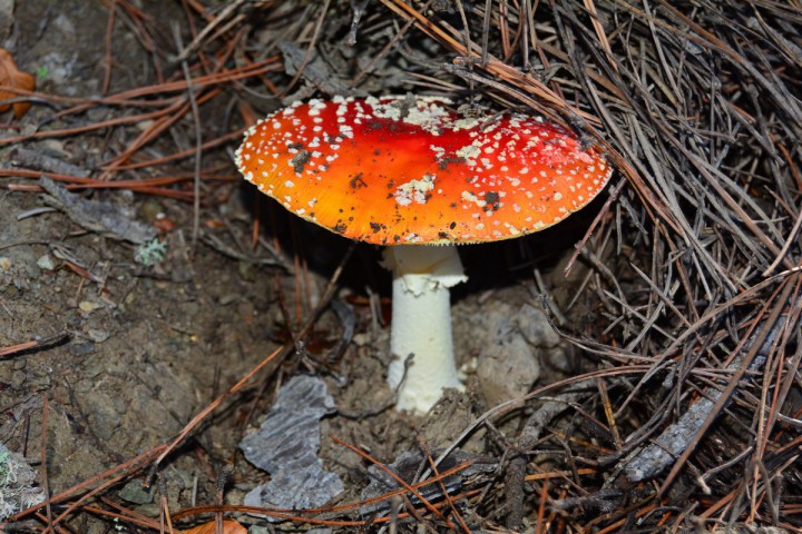 mini-San Petrone 281016 (8).JPG
