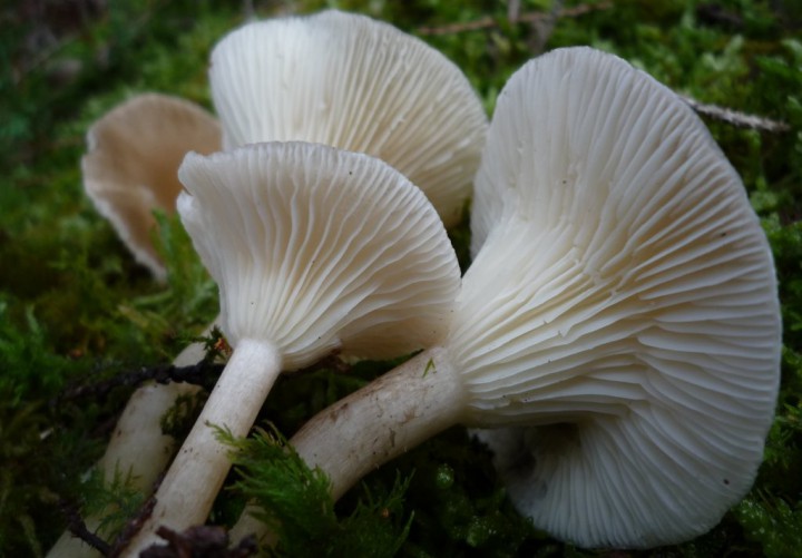 copie de L1230873.JPG
