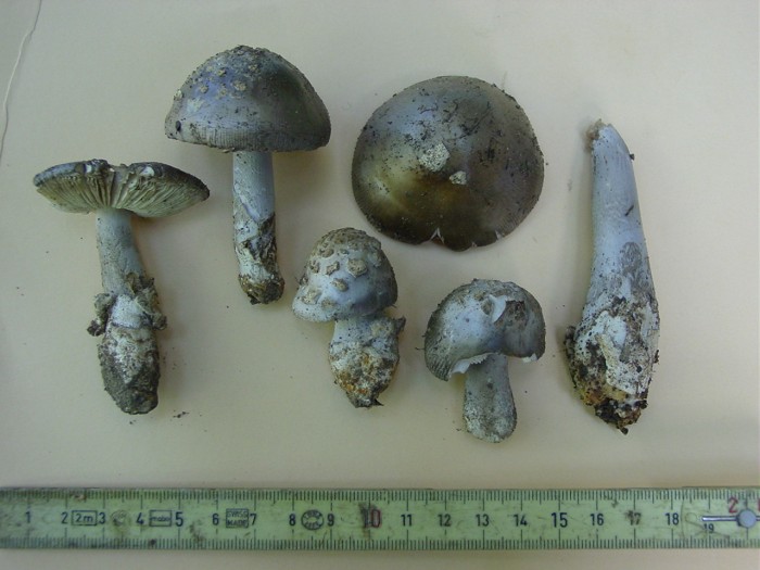 amanita mairei.JPG
