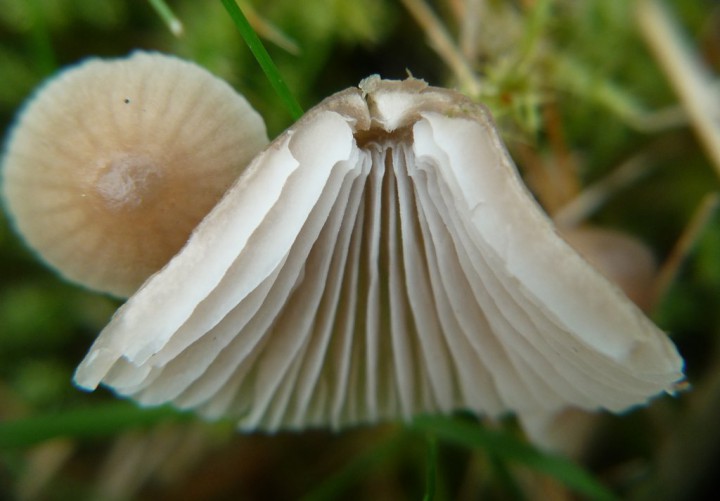 copie de L1230740.JPG