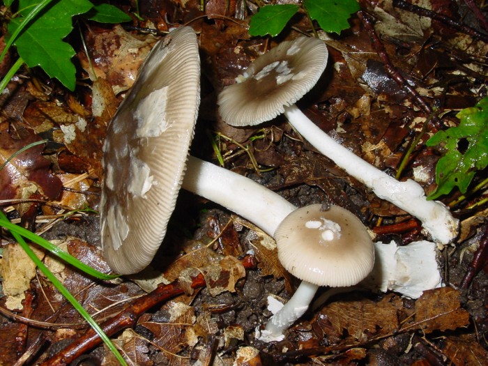 amanita vaginata2.jpg