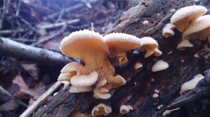 DSC_0875_mini.jpg