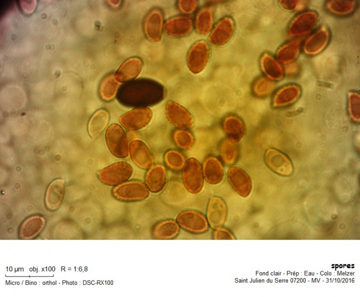 spores.jpg