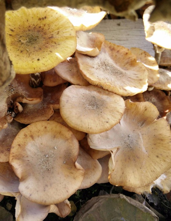 Le champignon en haut à gauche est jaune