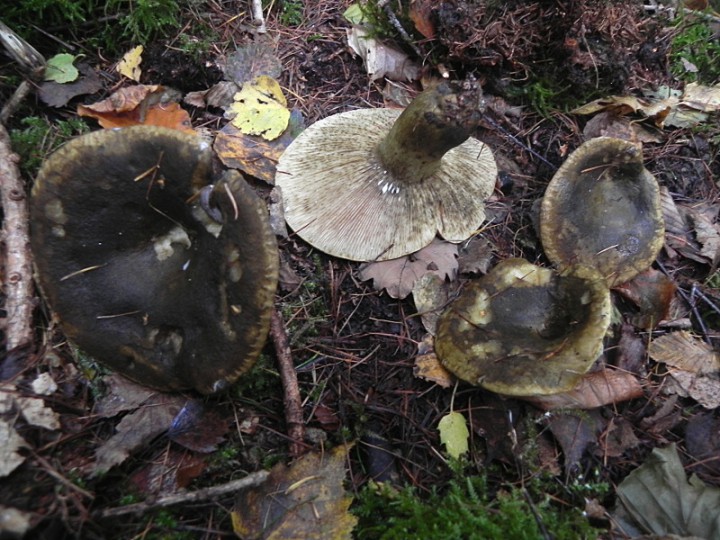 DSCN7831b.JPG