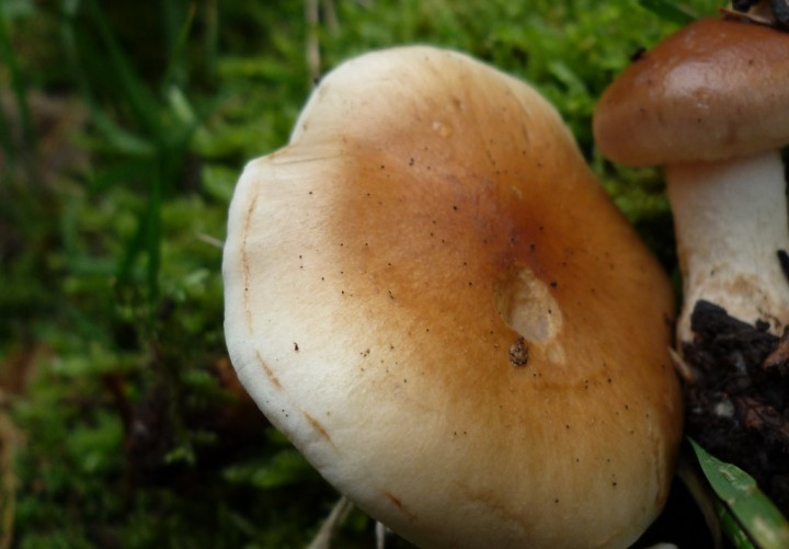 copie de L1230840.JPG