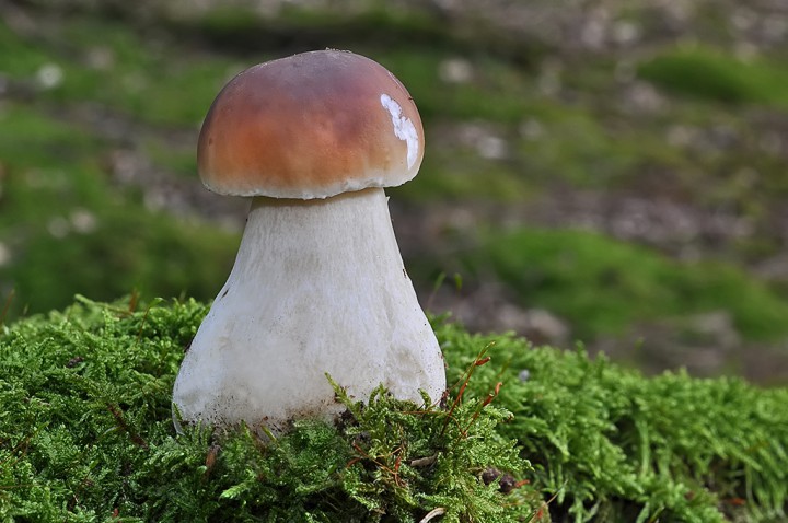Boletus_edulis.jpg