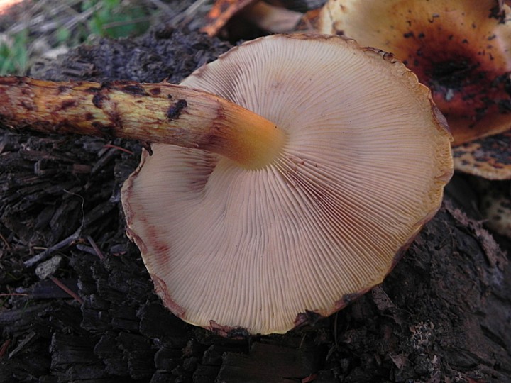DSCN7842b.JPG