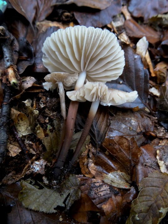 (768x1024).jpg
