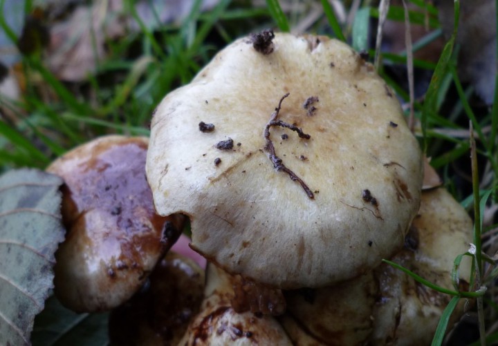 copie de L1240166.JPG