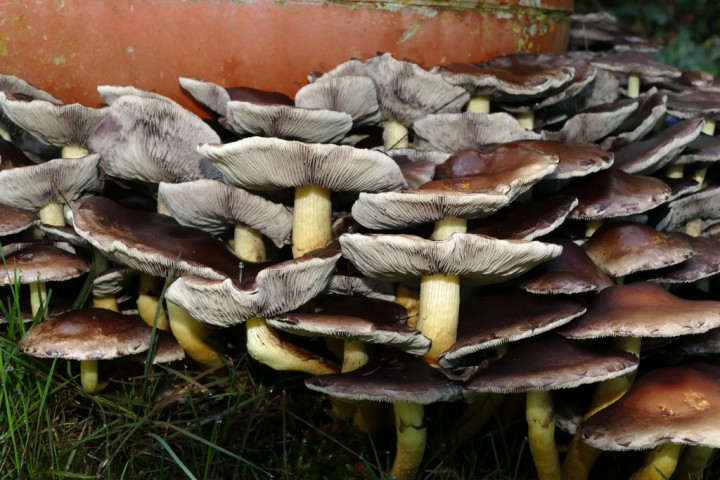 P1040365Hypholome1024.jpg