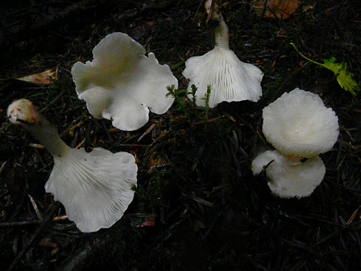 DSCN7736b.JPG