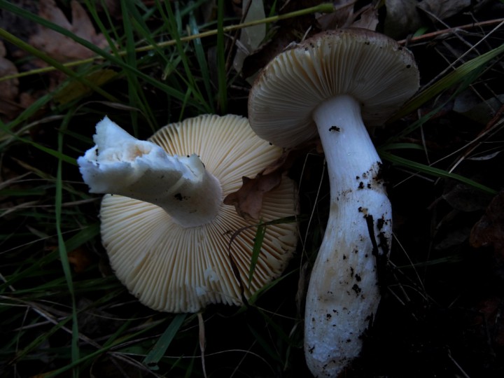 DSC02905 (1024x768).jpg