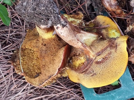 champignon1 (2).jpg