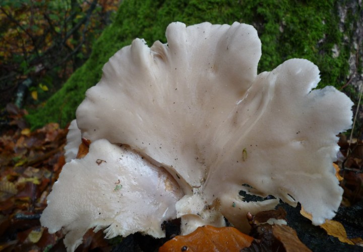 copie de L1240223.JPG