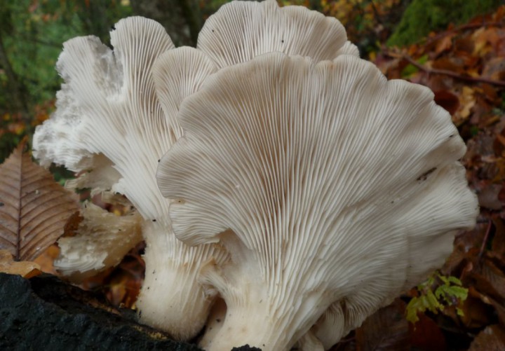 copie de L1240233.JPG