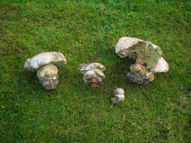 DSCN3144_640x480.jpg