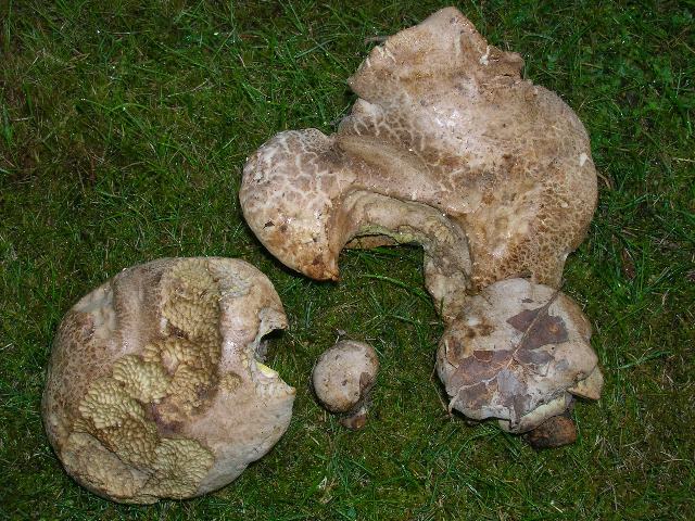 DSCN3146_640x480.jpg