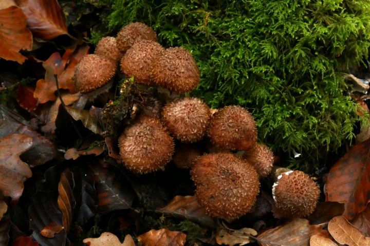 P1040655Pholiota1024.jpg
