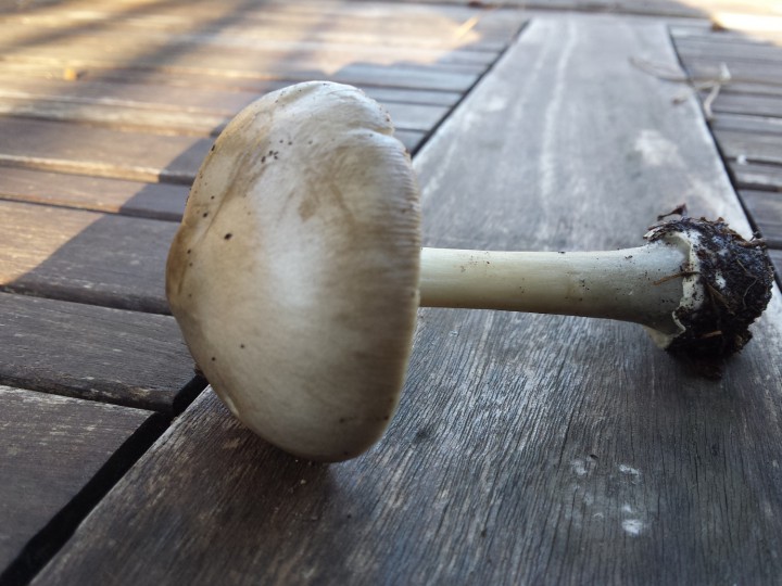 champignon 2b.jpg