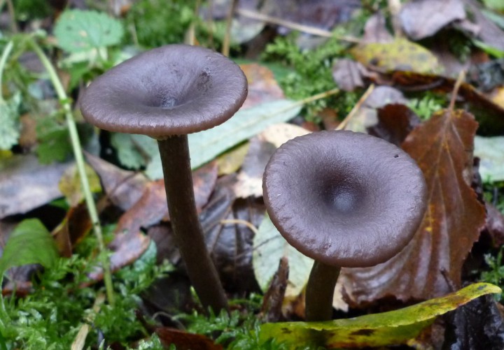 copie de L1240415.JPG