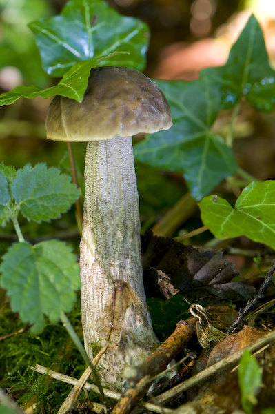 Foret Crecy0037.jpg