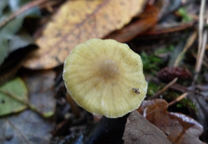 copie de L1240464.JPG