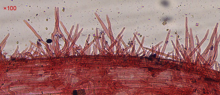 Caulo_x100.jpg
