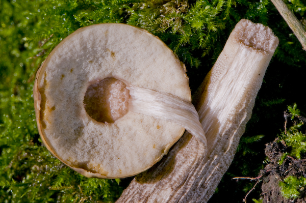 Foret Crecy0044.jpg