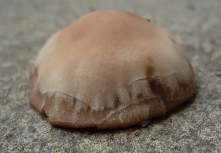 copie de L1240609.JPG