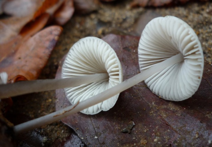 copie de L1240650.JPG