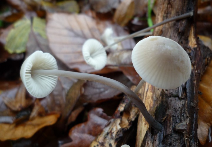 copie de L1240625.JPG