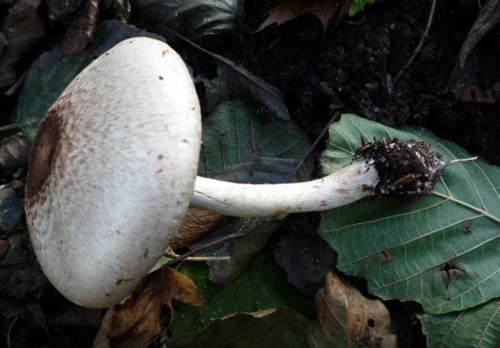 copie de L1240893.JPG