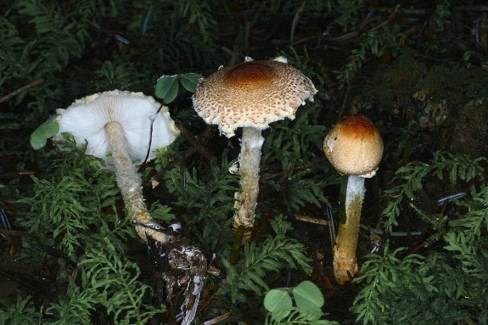 L_ventrispora210801.jpg
