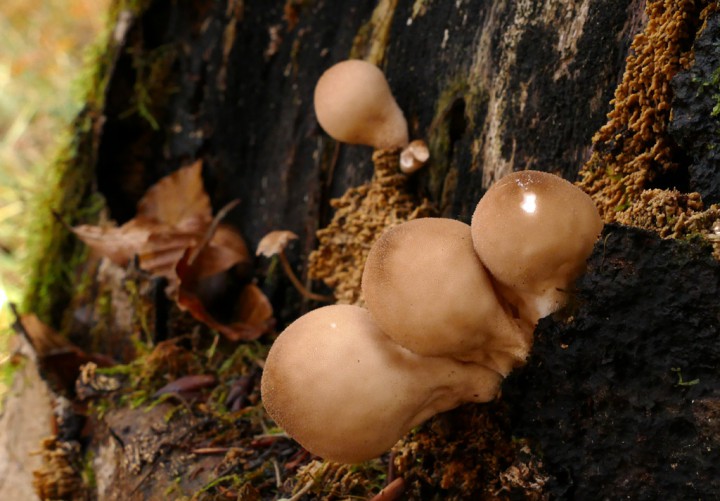P1040962Morganella1024.jpg